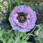 Bee & Beneficial Insect Seed Balls - 2 Sizes - Organic - pack 6