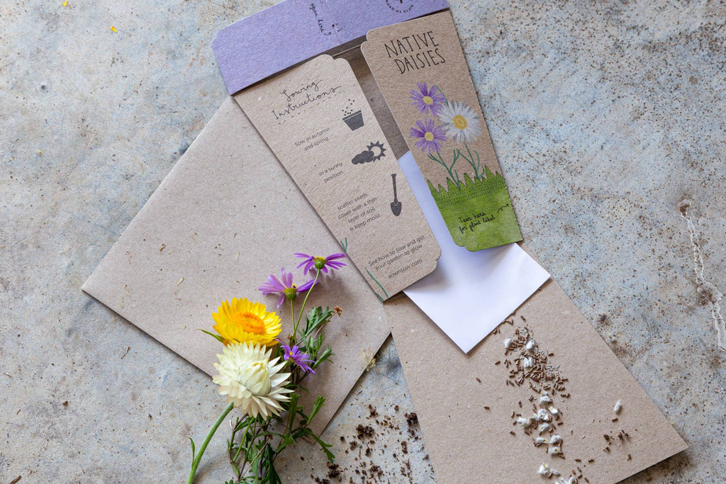 Native Daisies Gift of Seeds